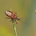 Rote Mordwanze (Rhynocoris iracundus)